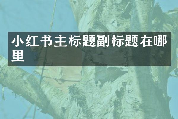 小红书主标题副标题在哪里