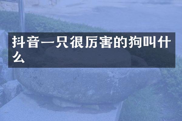 抖音一只很厉害的狗叫什么