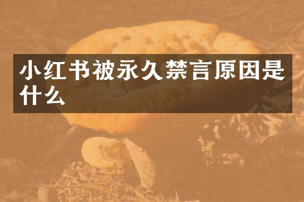 小红书被永久禁言原因是什么