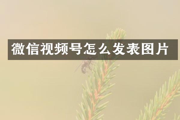 微信视频号怎么发表图片