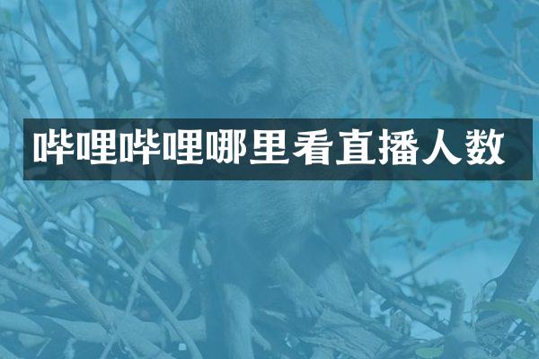 哔哩哔哩哪里看直播人数