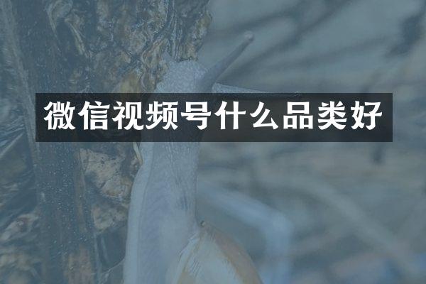 微信视频号什么品类好