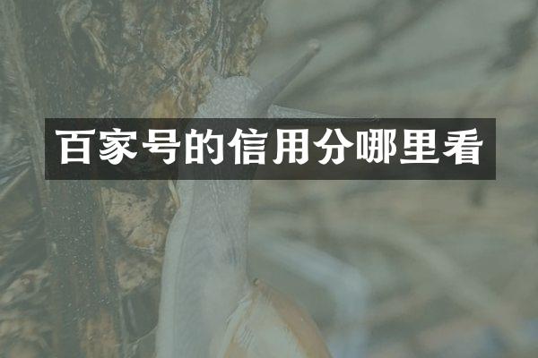 百家号的信用分哪里看