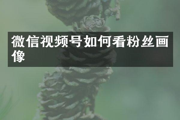 微信视频号如何看粉丝画像