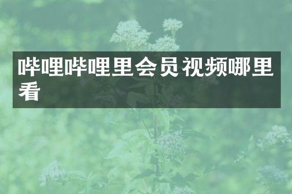 哔哩哔哩里会员视频哪里看