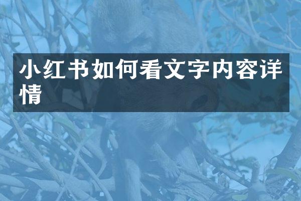 小红书如何看文字内容详情