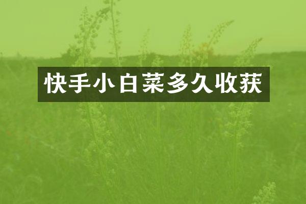 快手小白菜多久收获