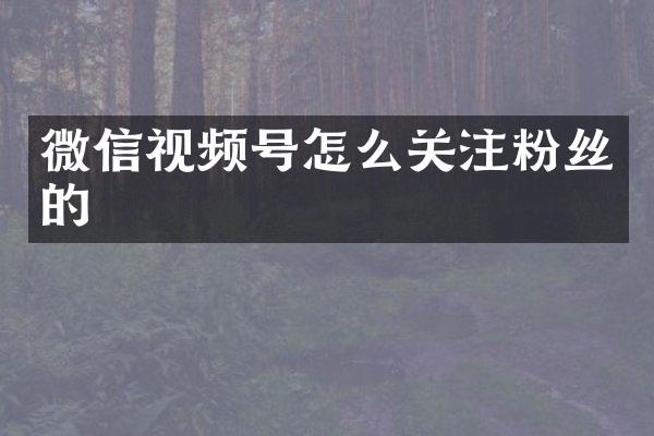 微信视频号怎么关注粉丝的