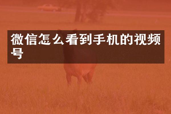 微信怎么看到手机的视频号