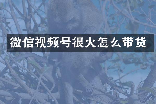 微信视频号很火怎么带货