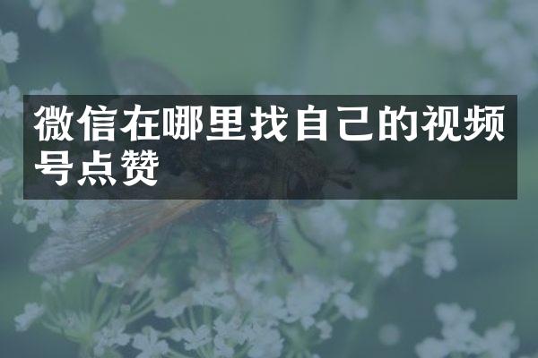 微信在哪里找自己的视频号点赞