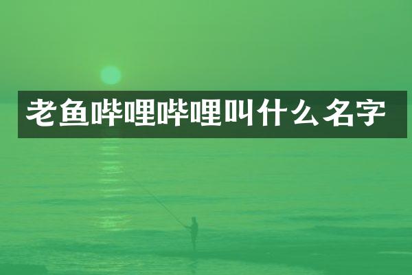 老鱼哔哩哔哩叫什么名字