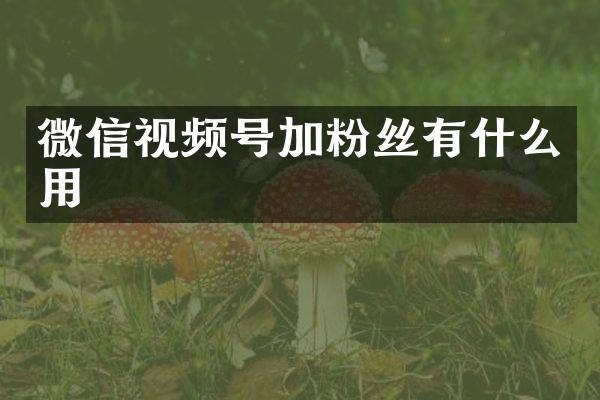 微信视频号加粉丝有什么用