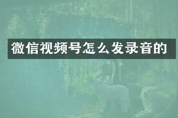 微信视频号怎么发录音的