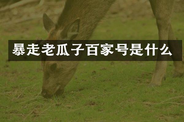 暴走老瓜子百家号是什么