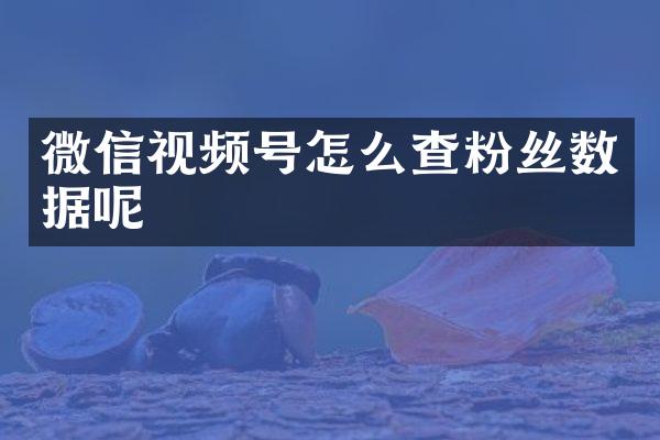 微信视频号怎么查粉丝数据呢