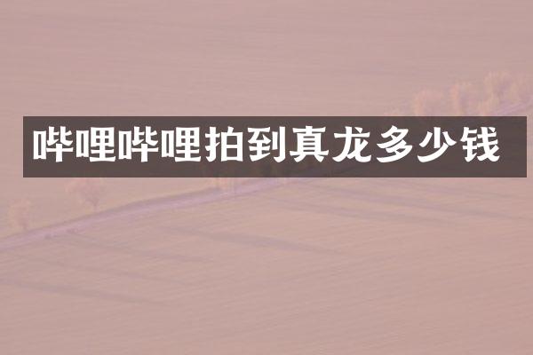哔哩哔哩拍到真龙多少钱