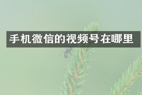 手机微信的视频号在哪里