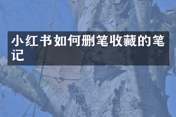 小红书如何删笔收藏的笔记