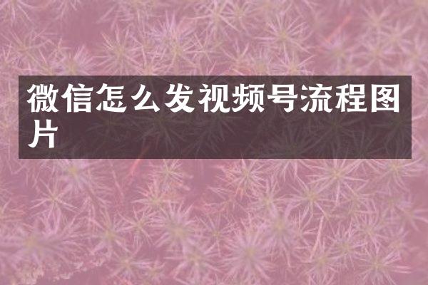 微信怎么发视频号流程图片