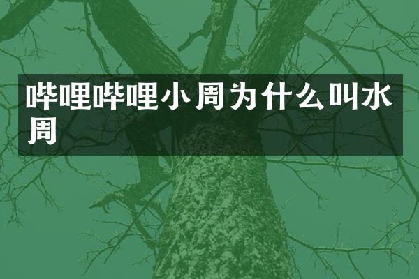 哔哩哔哩小周为什么叫水周