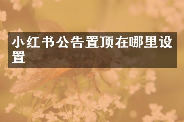 小红书公告置顶在哪里设置
