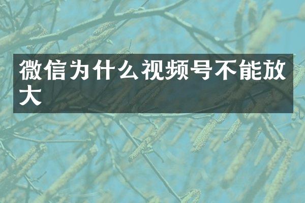 微信为什么视频号不能放大