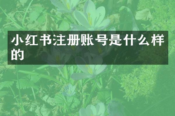小红书注册账号是什么样的
