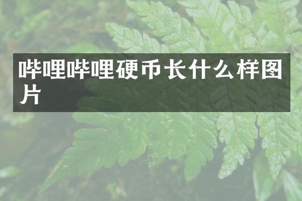哔哩哔哩硬币长什么样图片