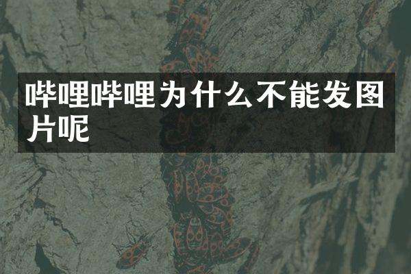 哔哩哔哩为什么不能发图片呢