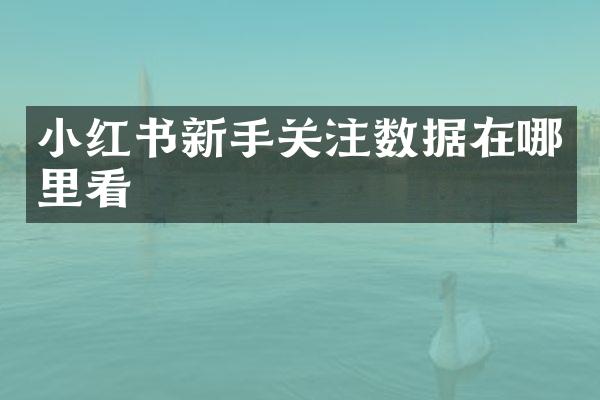 小红书新手关注数据在哪里看