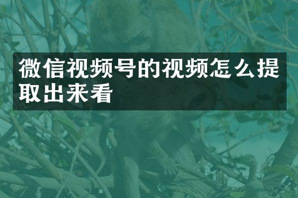 微信视频号的视频怎么提取出来看