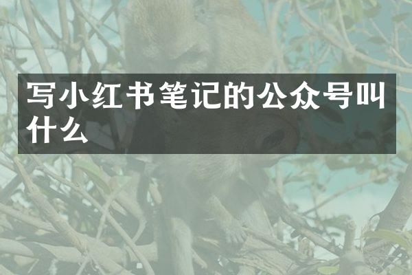 写小红书笔记的公众号叫什么