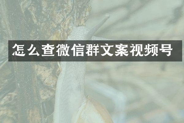 怎么查微信群文案视频号