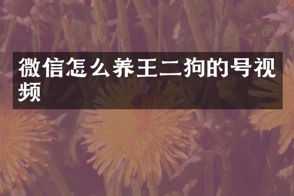 微信怎么养王二狗的号视频