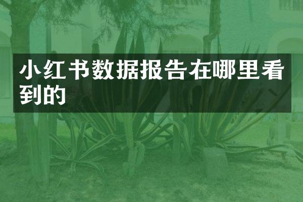 小红书数据报告在哪里看到的