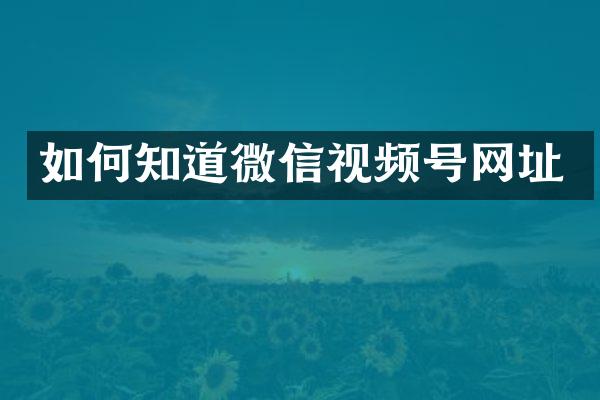 如何知道微信视频号网址