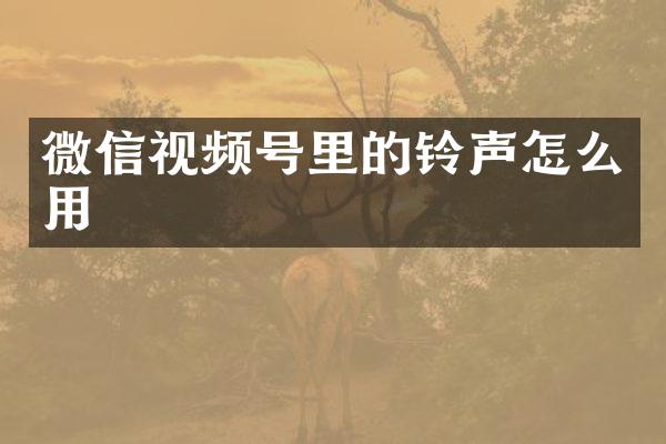 微信视频号里的铃声怎么用